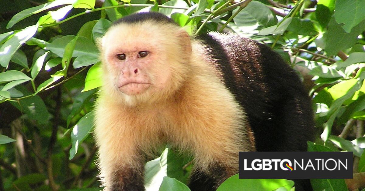 Este triángulo amoroso de una mona lesbiana puede enseñarnos mucho sobre sexualidad