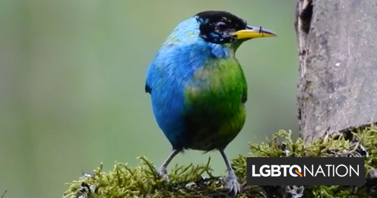 Los investigadores descubrieron un pájaro raro, mitad macho y mitad hembra, y es impresionante