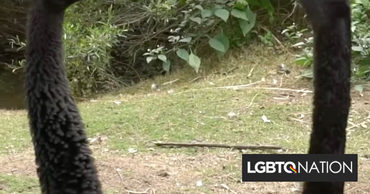 Una pareja de cisnes gay construyó un nido juntos y el zoológico les dio huevos impresos en 3D para criarlos