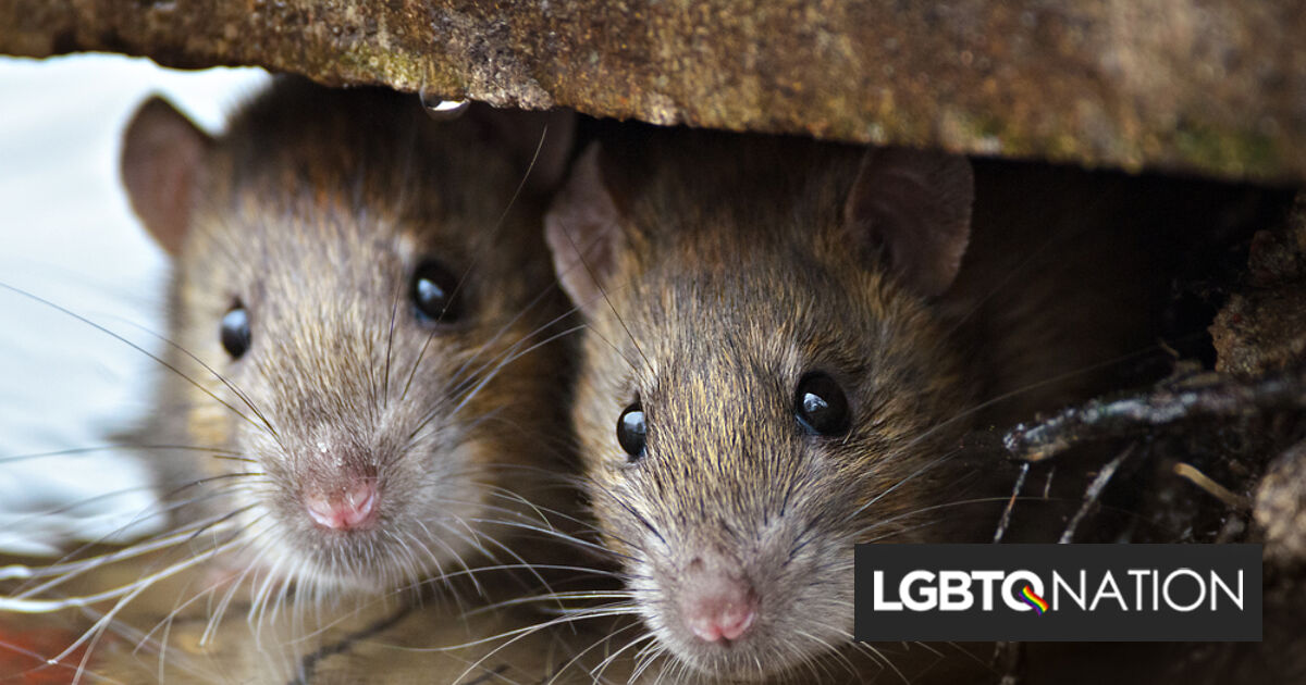 Los hombres se casan en... cheques, notas... una madriguera de ratas