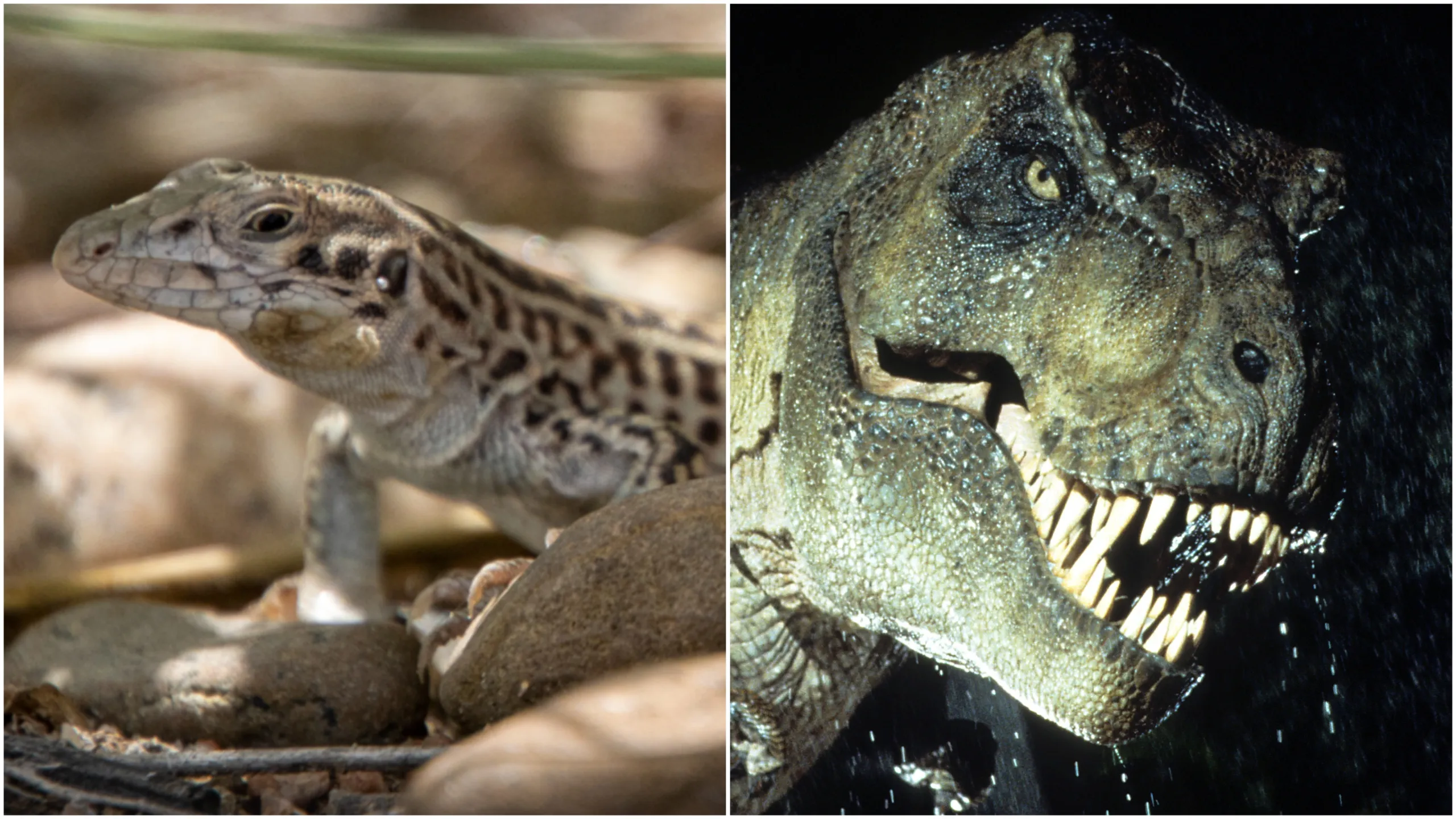 Image shows a gecko on the left, and the T-Rex from Jurassic Park to the right.
