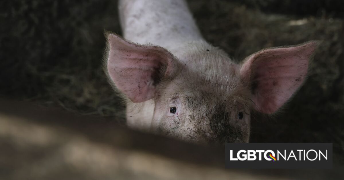 Adolescente trans obligada a castrar un cerdo en una de las “prósperas” clínicas para ex-gays de Rusia