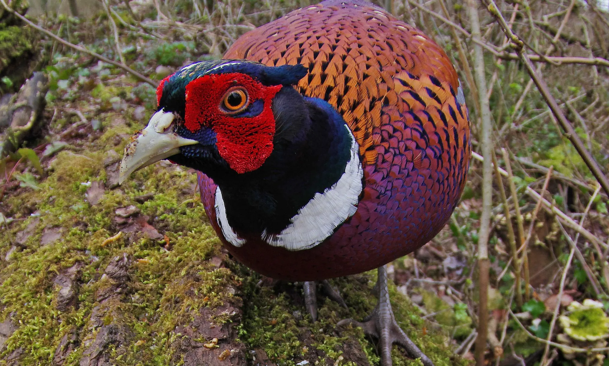 A pheasant staring directly into a camera.