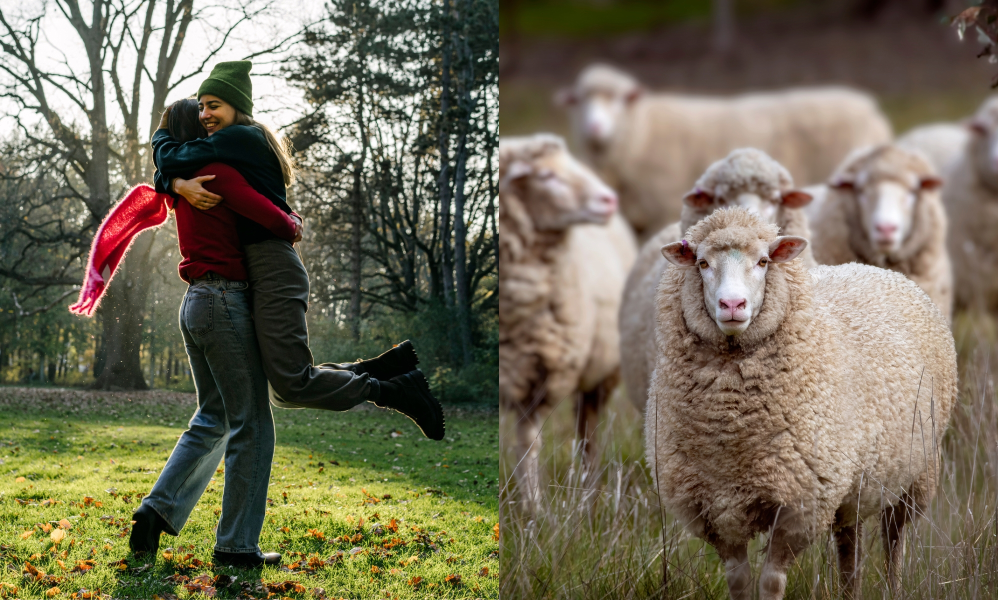 What is lesbian sheep syndrome?