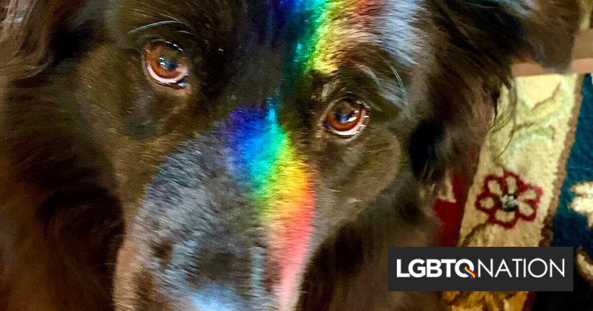 Le acaban de robar la bandera de Straight Ally Pride, pero su perro todavía apoya a Pride