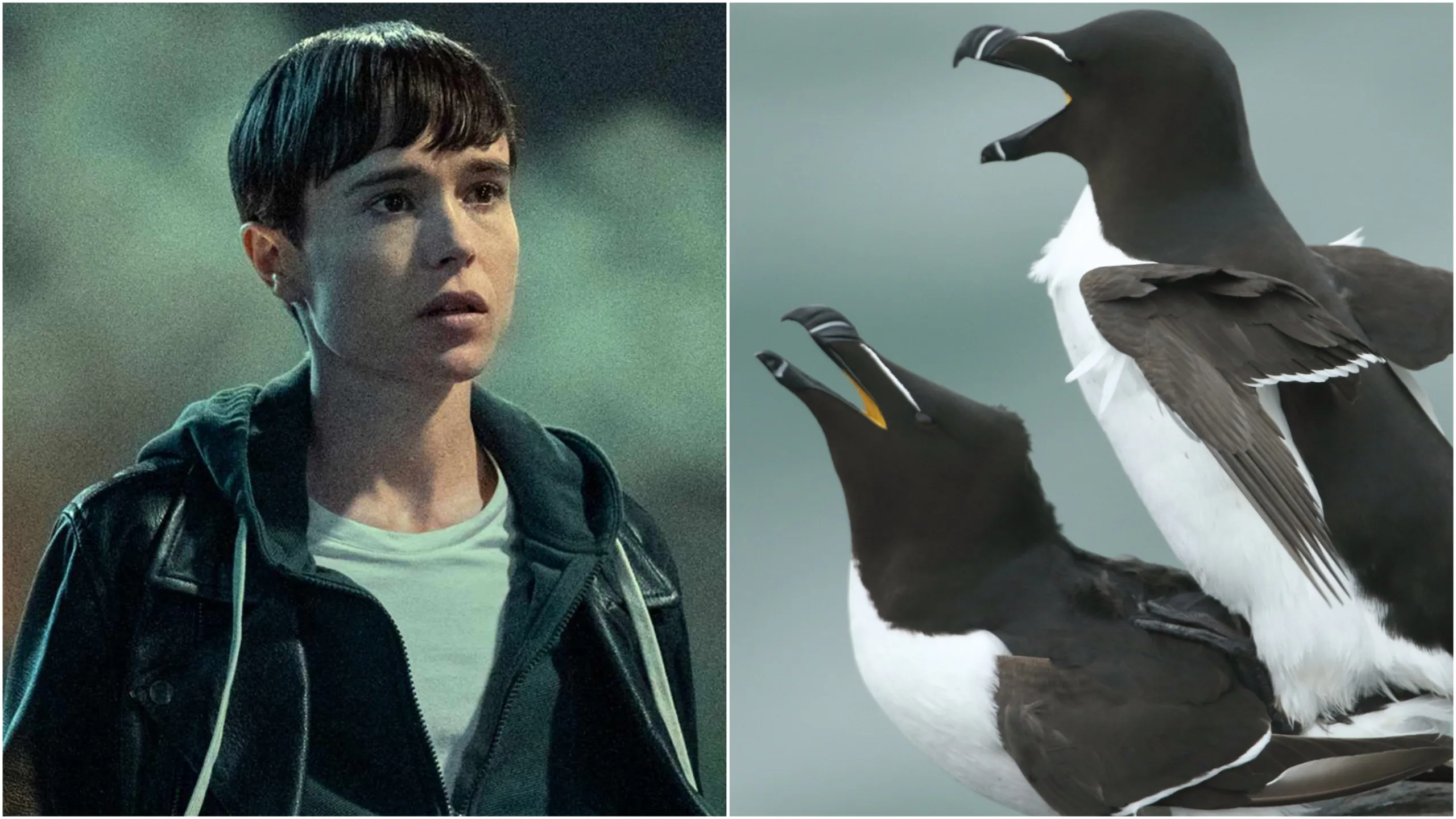 Composite image shows Elliot Page, left, in a still from the Umbrella Academy. On the right are two razorbills mating on a cliff