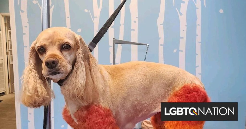 El adorable calentador de piernas de arcoíris de este perro irradia orgullo