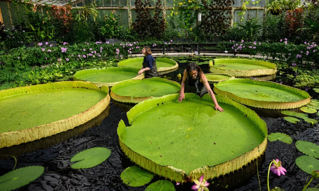 Kew Gardens employees looking at its lilypads