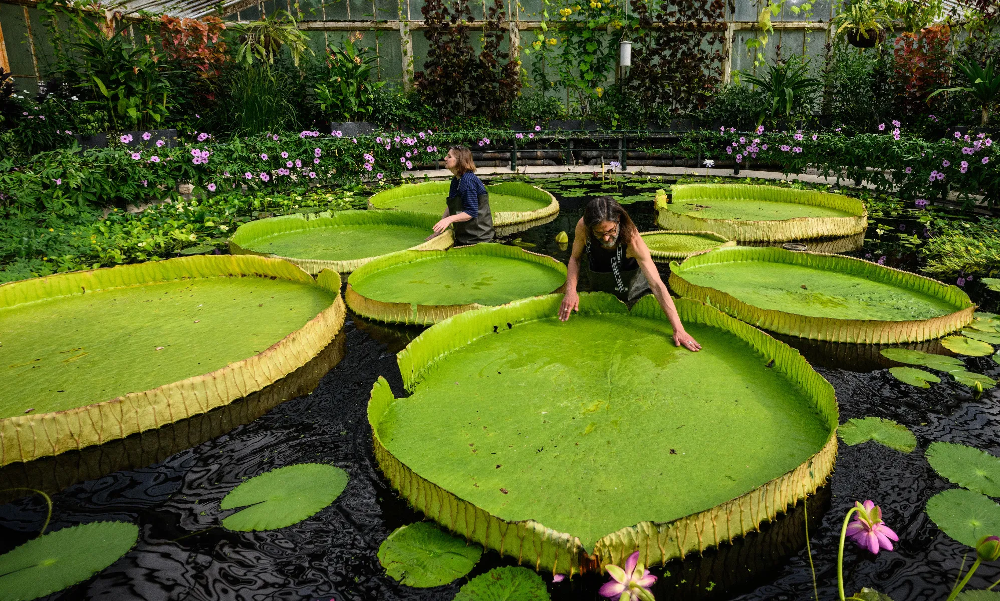 Kew Gardens employees looking at its lilypads