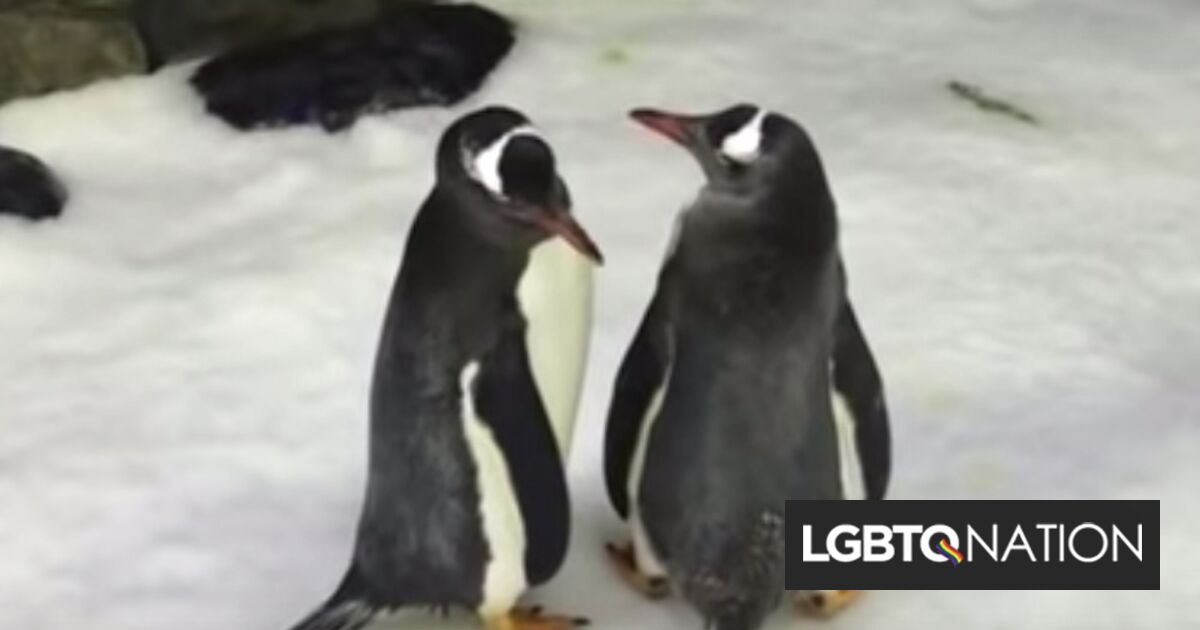 Cuando un pingüino gay murió, su pareja dirigió a su colonia en una canción.