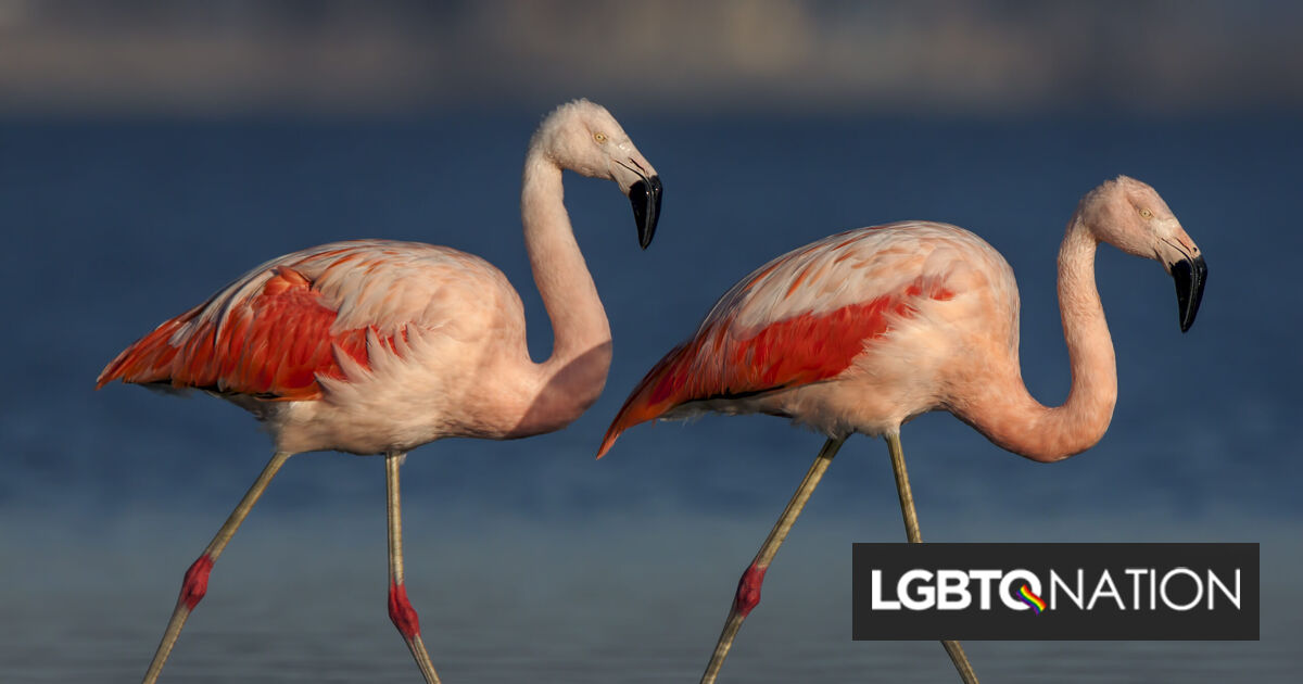 Una pareja de flamencos gay sorprende a sus cuidadores al sacar un polluelo del zoológico
