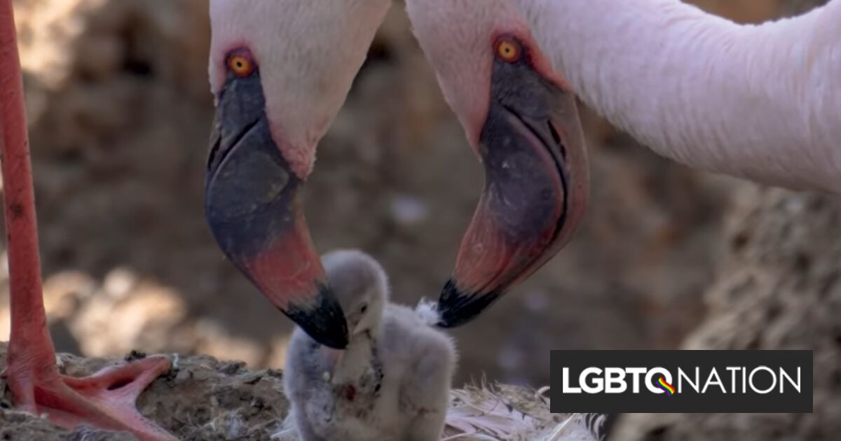 Los papás flamencos deslumbran a los visitantes del zoológico al cuidar dulcemente a un adorable polluelo recién nacido