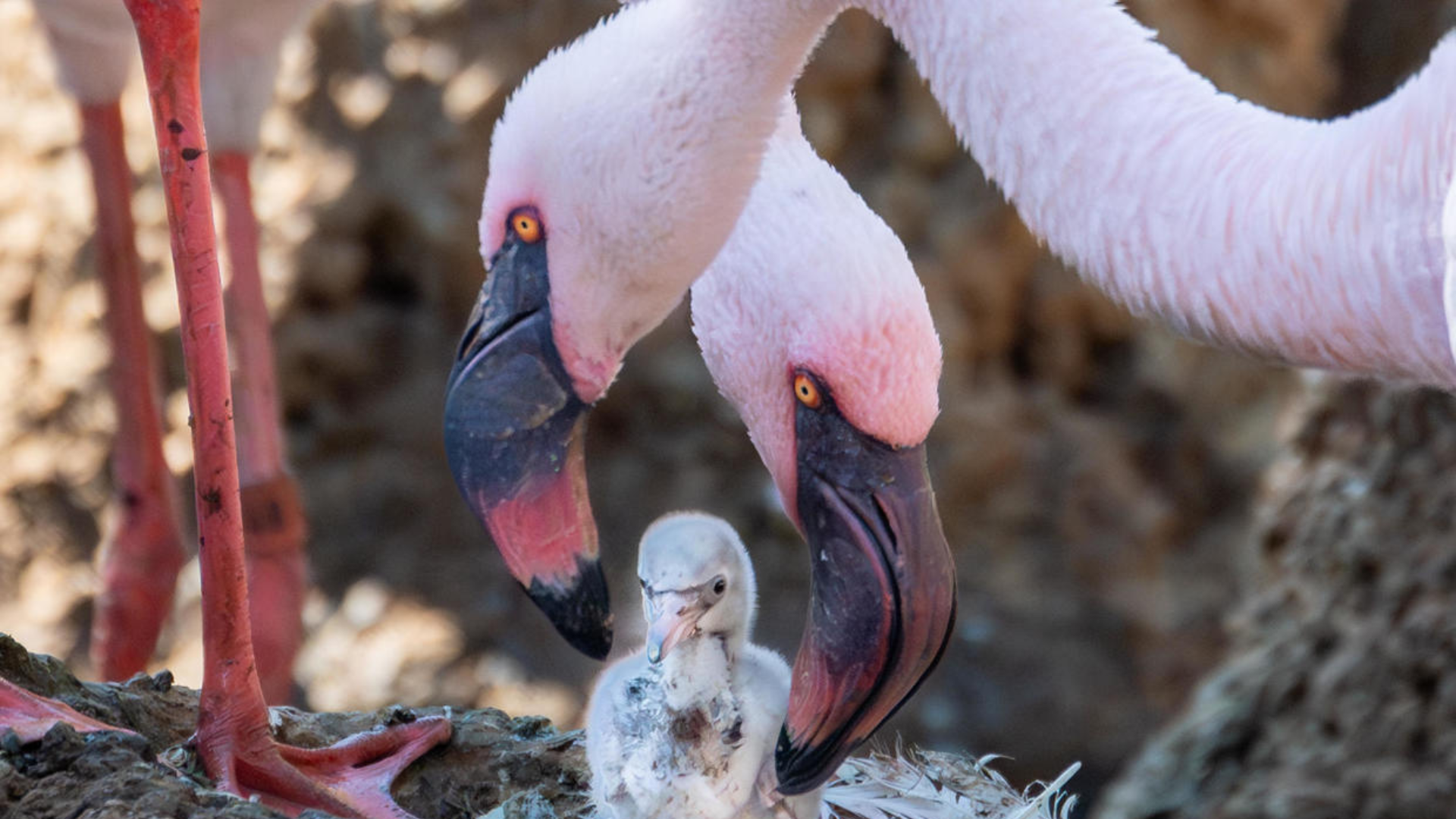 Two male Lesser flamingos tending to a chick. (San Diego Zoo Wildlife Alliance)