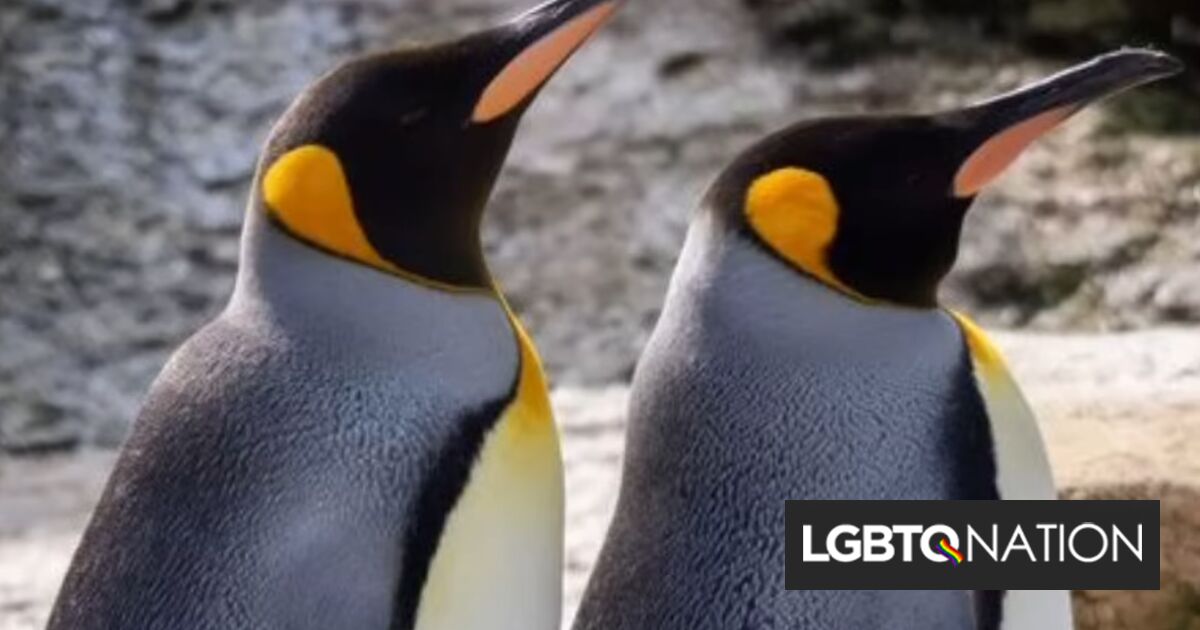 Los cuidadores del zoológico cambian el nombre del pingüino “hembra” después de que el animal revela un secreto sorprendente