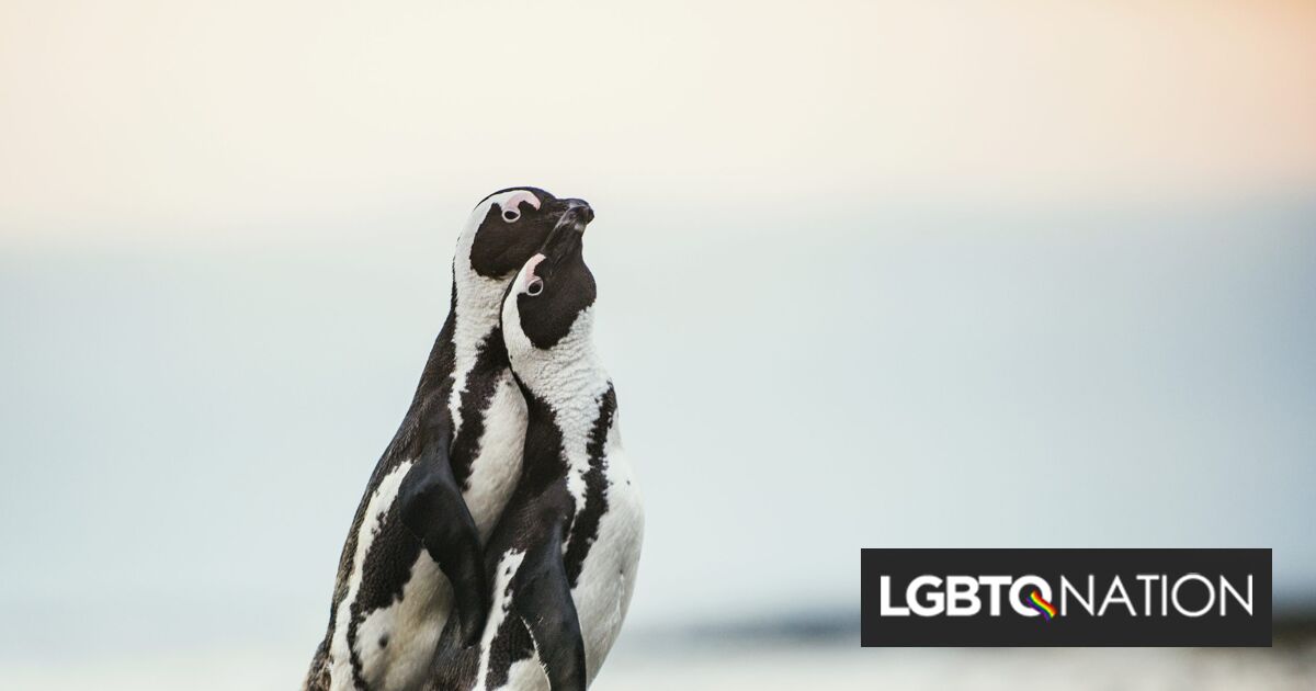 Penguin lesbiano entrega juguete al nido de su pareja y derrite todos nuestros corazones