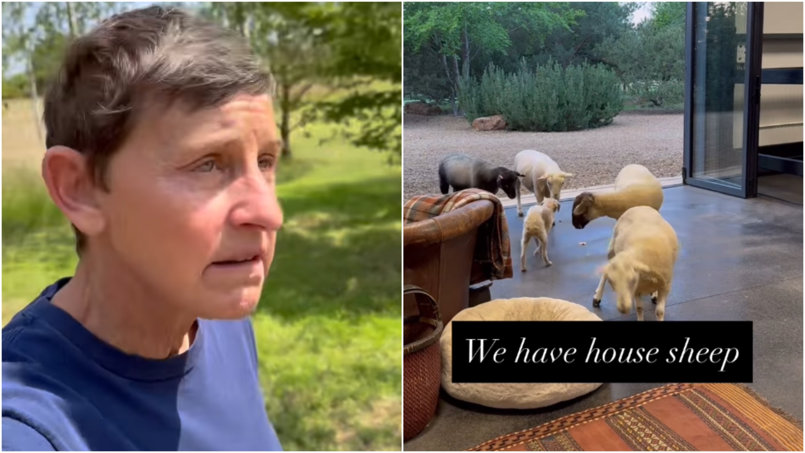 A side by side image of Ellen DeGeneres giving a tour of her Cotswolds Farm Estate on the left, and some sheep in her property on the right