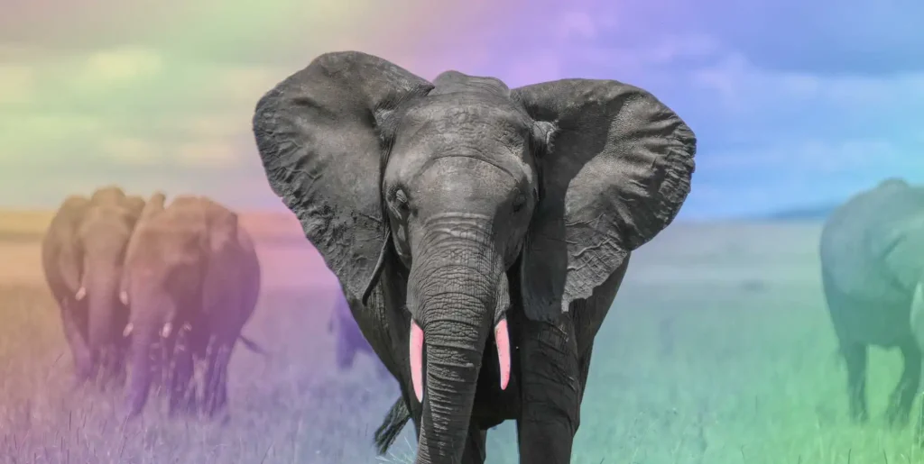 Los elefantes homosexuales observaron "participar en la unión del mismo sexo" en Sri Lanka