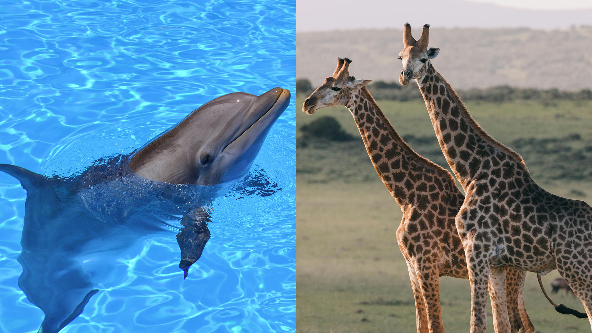 Íconos bisexuales de la naturaleza: 10 animales que se balancean en ambos sentidos
