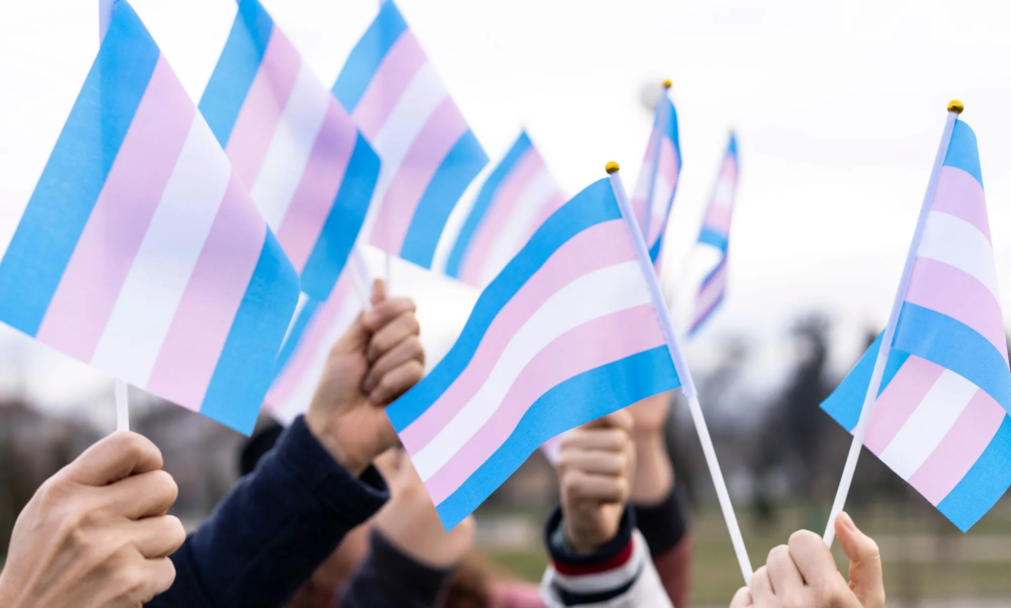 A group of people holding trans flags.