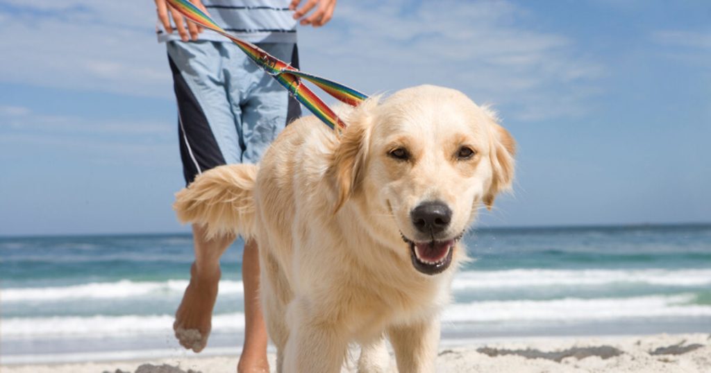 Anti-dog Man lanza arena en los ojos de la mujer trans en la ropa aterradora Ataque de la playa opcional