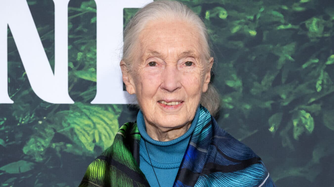 Jane Goodall, primatóloga pionera que cambió de ciencia, muere a 91