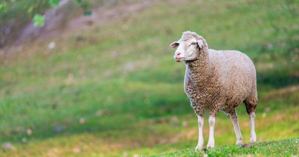 Modelos hacen alarde de looks hechos con lana de oveja gay para el épico desfile “I Wool Survive” en París