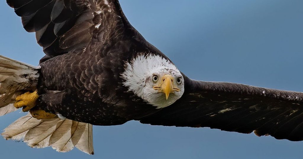 Aves de diferentes plumas deben agruparse: algunas fábulas sobre Estados Unidos y Europa