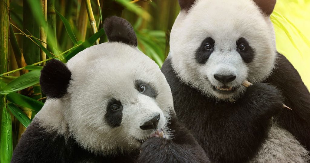 Una publicación satírica sobre “pandas gay” provoca la detención de dos hombres