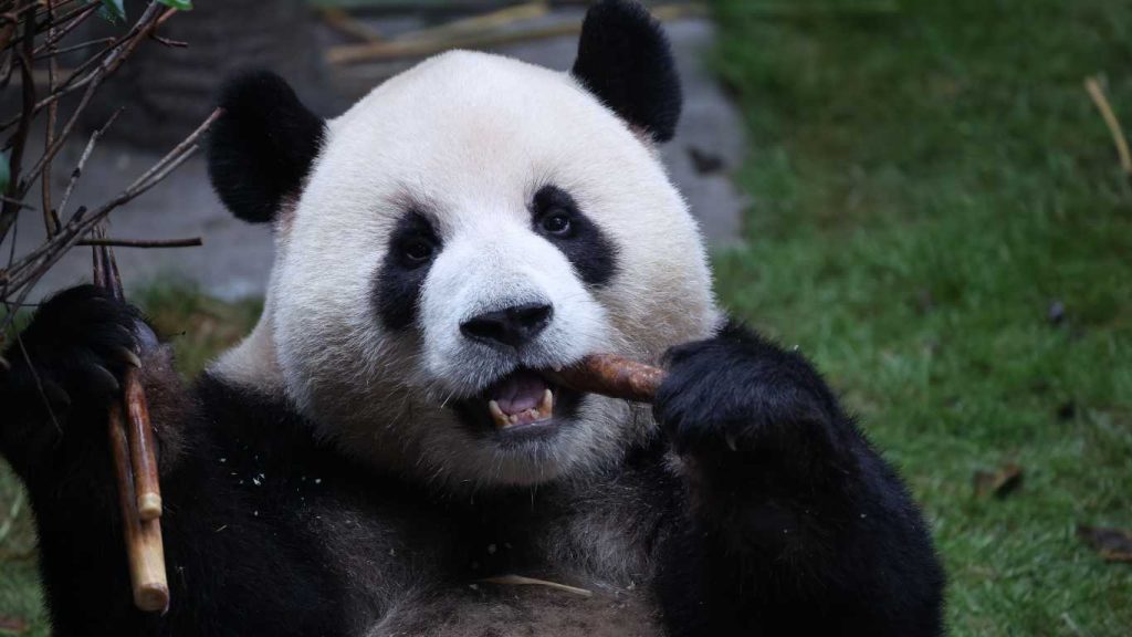A giant panda eats at Chongqing Zoo in China.