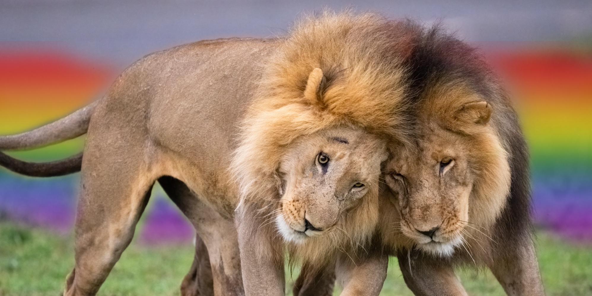homosexuality in animals