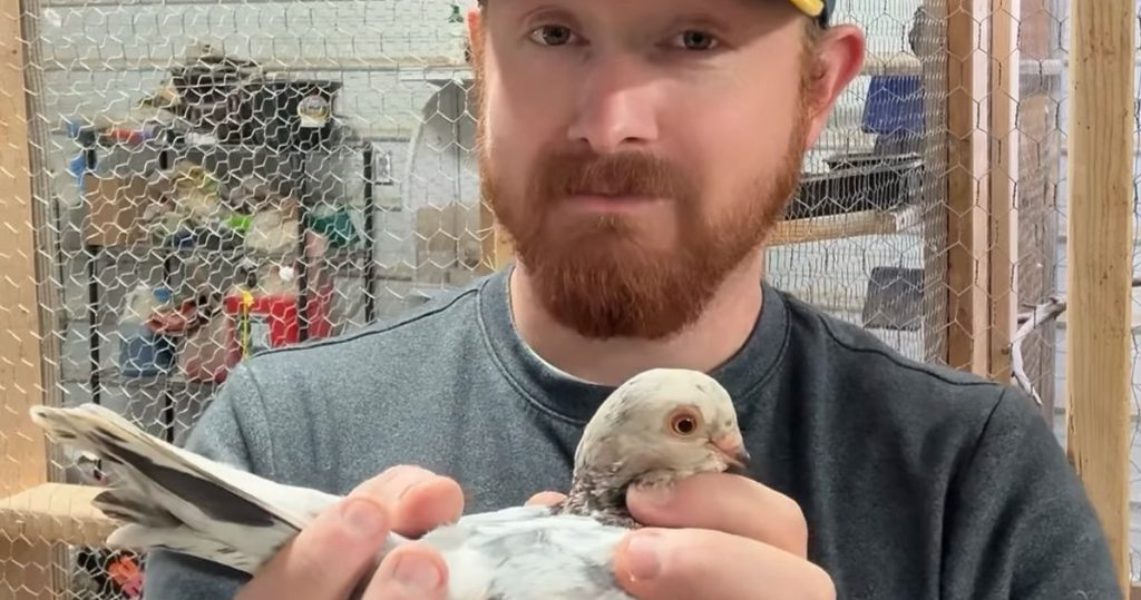 Drama de aves de patio trasero: palomas homosexuales se vuelven virales en una granja de Kansas City