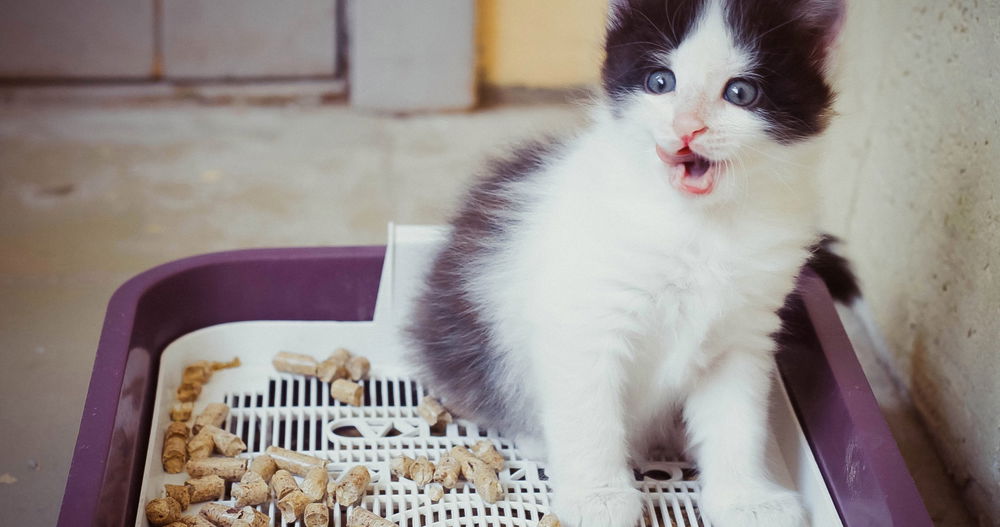 El pastor de MAGA miente sobre los estudiantes “furries” que usan cajas de arena en las escuelas públicas