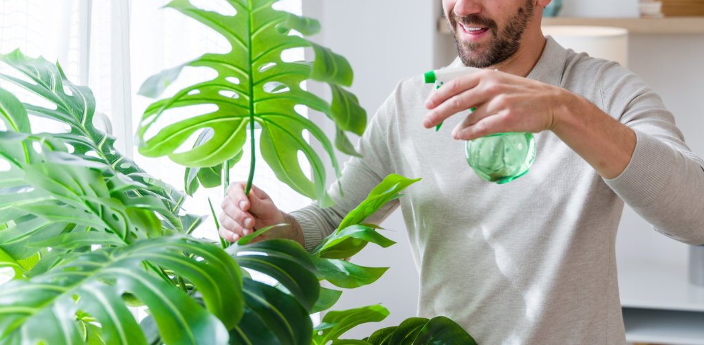 Un joven adulto rociando agua sobre sus hojas de planta monstera en una luminosa sala de estar