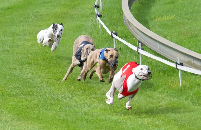 Galgos corriendo, amordazados y corriendo sobre una pista de hierba verde