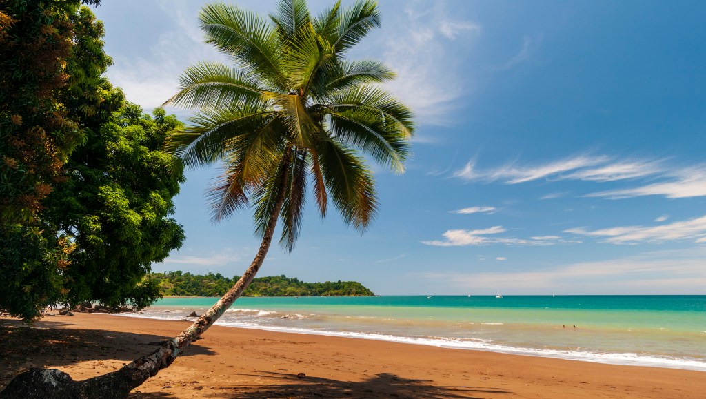 Una palmera y su sombra en una playa de arena virgen. Bahía Drake, Península de Osa, Costa Rica.
