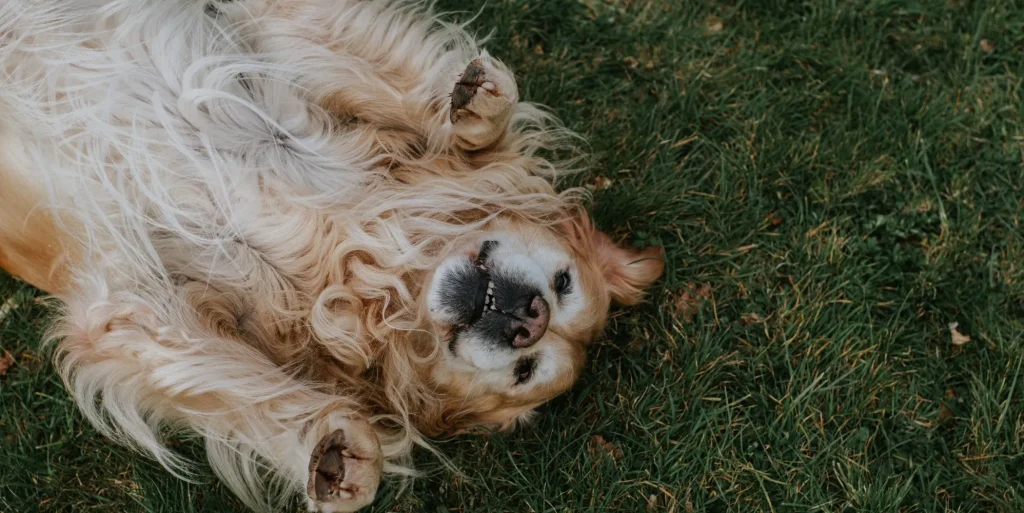 golden retriever